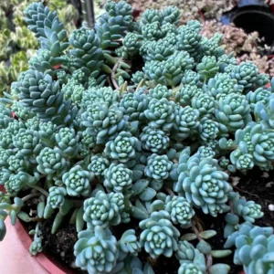 Sedum Dasyphyllum Major Live Plant - Rare Succulent - 2, 4, 6 inch Pot - Image 8
