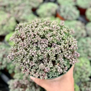Sedum Dasyphyllum Minor Succulent Live Plant – 2, 4, 6 inch Pot – Indoor/Outdoor - Image 3