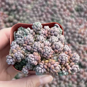 Sedum Dasyphyllum Minor Succulent Live Plant – 2, 4, 6 inch Pot – Indoor/Outdoor - Image 6