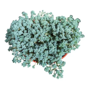 Sedum dasyphyllum Minor Succulent Live Plant – Miniature Blue-Green Foliage - Image 3