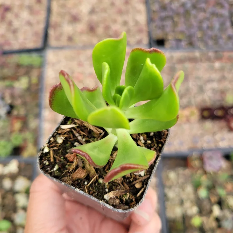 cotyledon orbiculata succulent Cotyledon orbiculata 'Ping Pong' 2 Inch Cutting