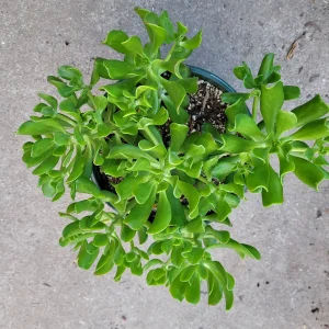 Sedum dendroideum Tree Stonecrop Succulent Plant - Easy Care Live Plant - Image 6