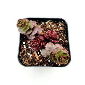 Sedum 'Dragon's Blood' Live Succulent Plant - Easy Care Stonecrop - Image 3