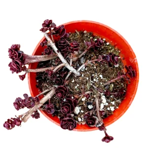 Sedum 'Dragon's Blood' Live Succulent Plant - Easy Care Stonecrop - Image 4