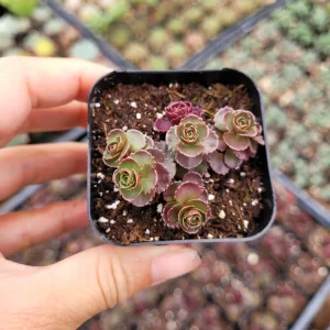 Sedum 'Dragon's Blood' Live Succulent Plant - Easy Care Stonecrop - Image 7