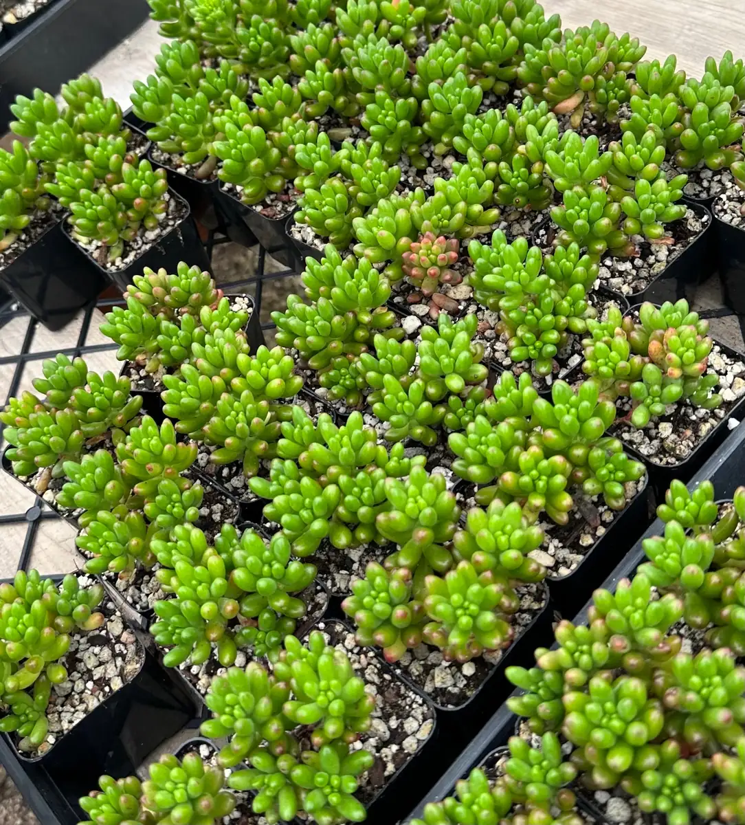 Sedum Jelly Bean Plant – Live Succulent – 2 inch or 4 inch Pot – Indoor/Outdoor - Image 2