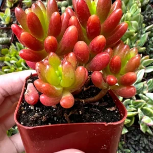 Sedum Jelly Bean Plant – Live Succulent – 2 inch or 4 inch Pot – Indoor/Outdoor - Image 1
