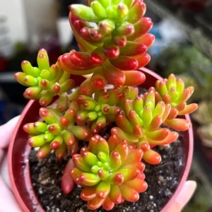 Sedum Jelly Bean Plant – Live Succulent – 2 inch or 4 inch Pot – Indoor/Outdoor - Image 4