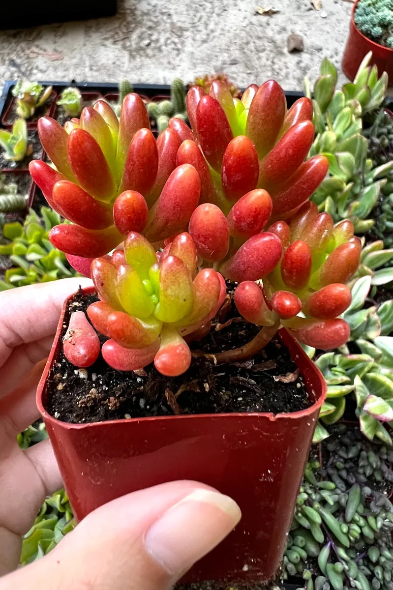 Sedum Jelly Bean Plant – Live Succulent – 2 inch or 4 inch Pot – Indoor/Outdoor - Image 1