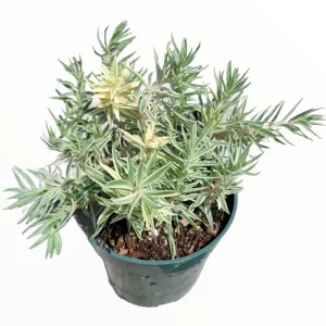 Sedum lineare Variegated 'Sea Urchin' Succulent Live Plant - Image 2