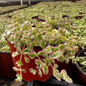 Sedum Little Missy Live Plant – 4 inch Potted Variegated Succulent Trailing Ground Cover - Image 3