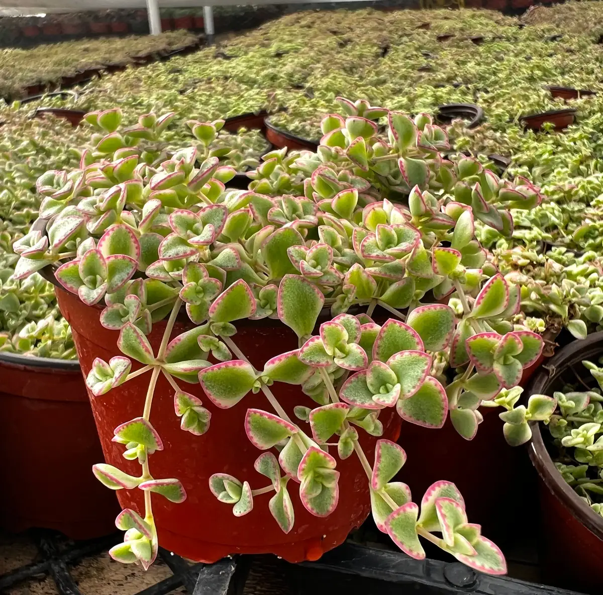Sedum Little Missy Live Plant – 4 inch Potted Variegated Succulent Trailing Ground Cover - Image 3