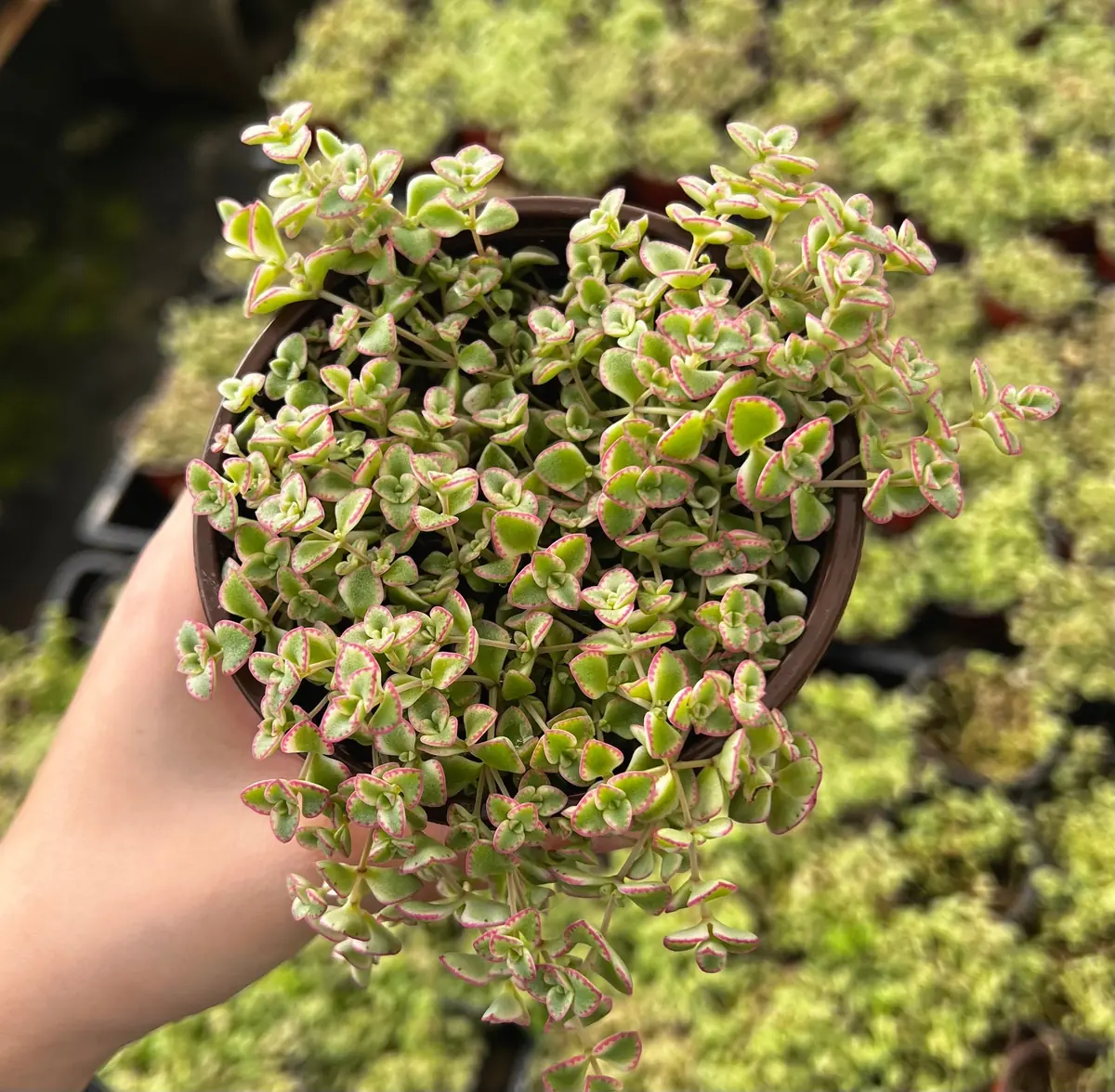 Sedum Little Missy Live Plant – 4 inch Potted Variegated Succulent Trailing Ground Cover - Image 5
