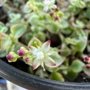 Sedum Little Missy Live Plant – 4 inch Potted Variegated Succulent Trailing Ground Cover - Image 6