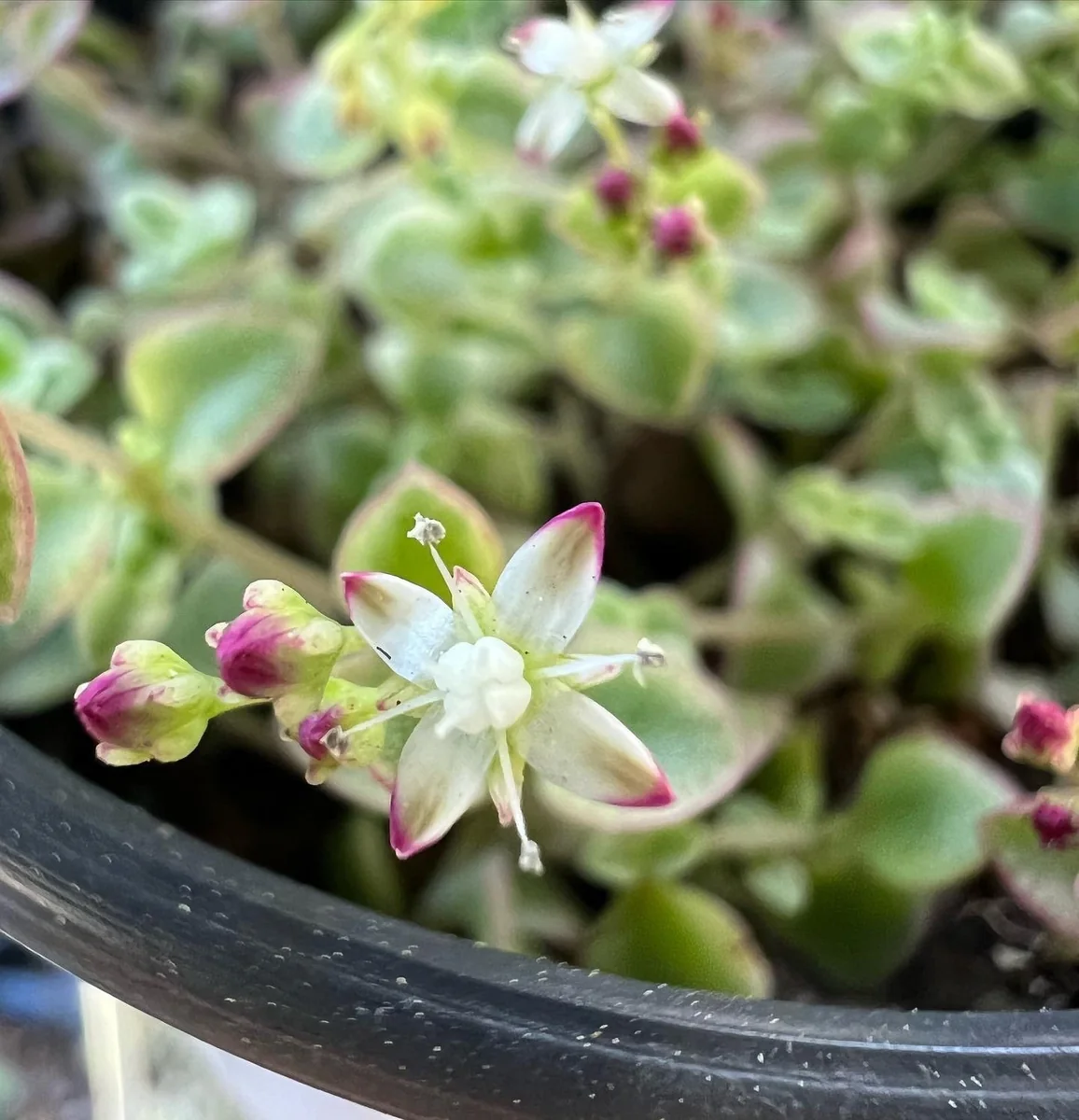 Sedum Little Missy Live Plant – 4 inch Potted Variegated Succulent Trailing Ground Cover - Image 6