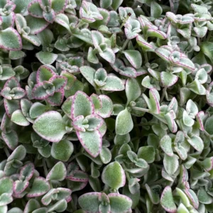 Sedum Little Missy Live Plant – 4 inch Potted Variegated Succulent Trailing Ground Cover - Image 7