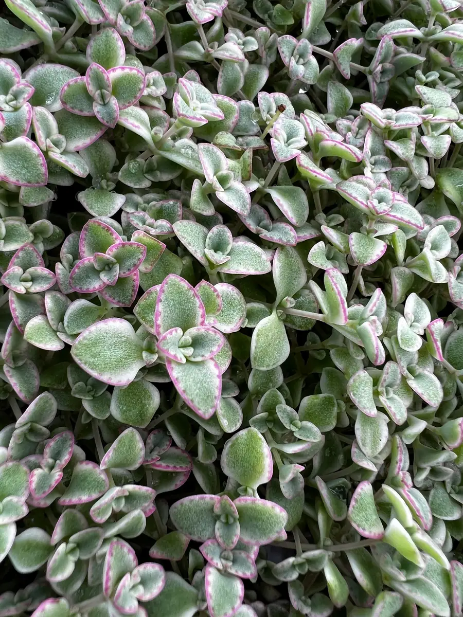 Sedum Little Missy Live Plant – 4 inch Potted Variegated Succulent Trailing Ground Cover - Image 7