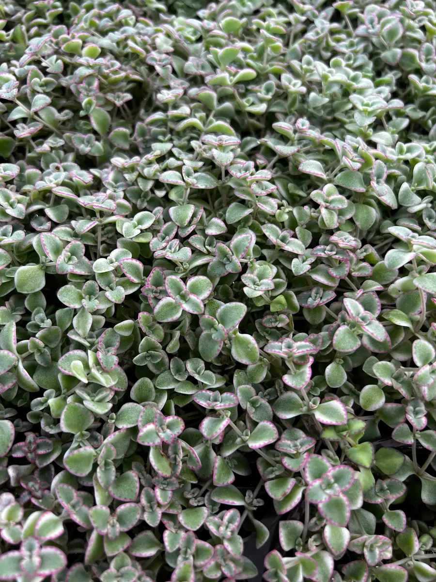 Sedum Little Missy Live Plant – 4 inch Potted Variegated Succulent Trailing Ground Cover - Image 8