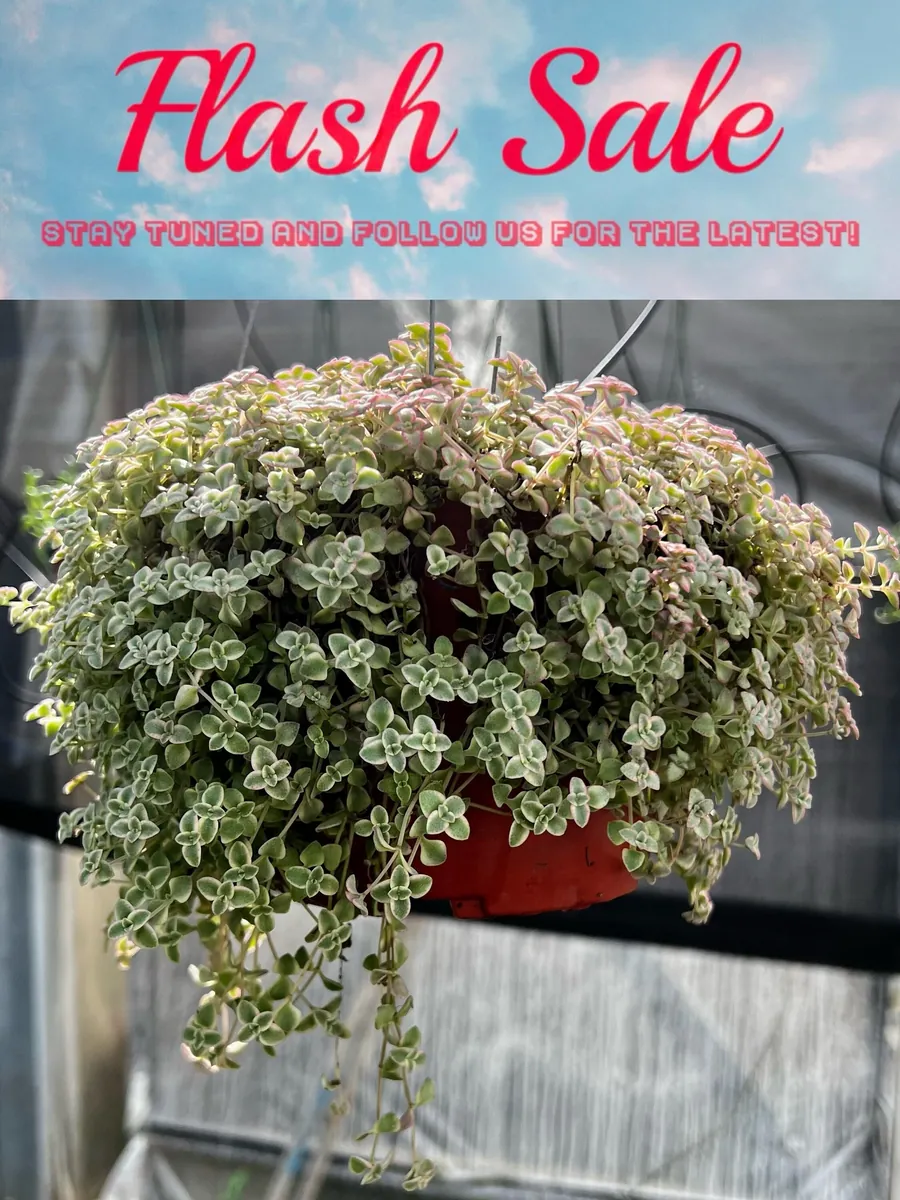 Sedum Little Missy Live Plant – 4 inch Potted Variegated Succulent Trailing Ground Cover - Image 1