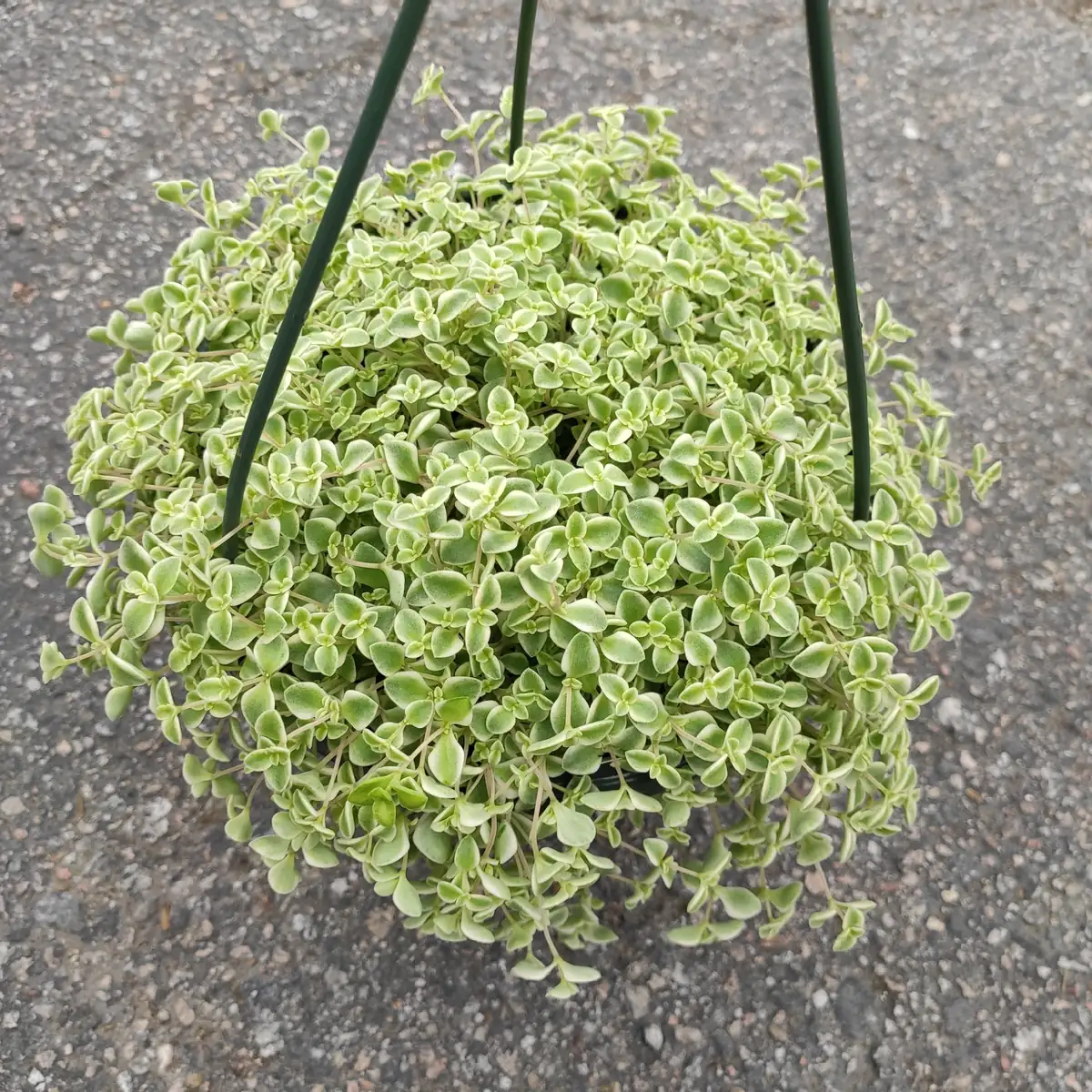 Sedum 'Little Missy' Succulent Live Plant - Pink & Green Foliage, Drought Tolerant - Image 5