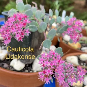 Sedum Live Plant Plugs - Stonecrop Succulents for Gardens & Containers - Image 3