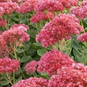 Sedum Live Plant Plugs - Stonecrop Succulents for Gardens & Containers - Image 1