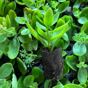 Sedum Live Plant Plugs - Stonecrop Succulents for Gardens & Containers - Image 6