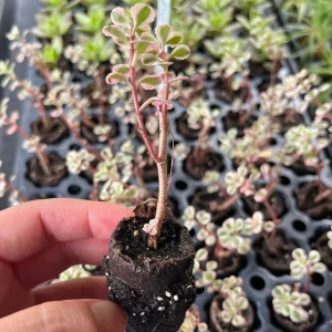 Sedum Live Plant Plugs - Stonecrop Succulents for Gardens & Containers - Image 7