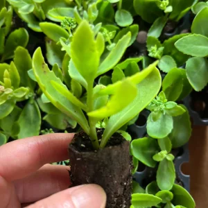 Sedum Live Plant Plugs - Stonecrop Succulents for Gardens & Containers - Image 8