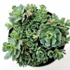 Sedum Pachyclaudos 'White Diamond' Succulent Plant Live - Drought Tolerant - Image 1