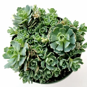 Sedum Pachyclaudos 'White Diamond' Succulent Plant Live - Drought Tolerant - Image 2