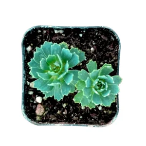 Sedum Pachyclaudos 'White Diamond' Succulent Plant Live - Drought Tolerant - Image 3