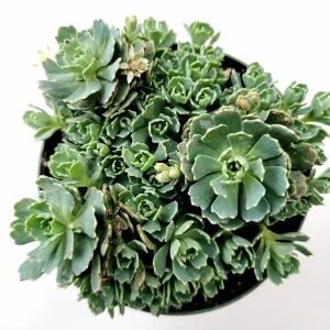 Sedum Pachyclaudos 'White Diamond' Succulent Plant Live - Drought Tolerant - Image 1