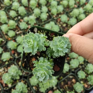 Sedum Pachyclaudos 'White Diamond' Succulent Plant Live - Drought Tolerant - Image 5