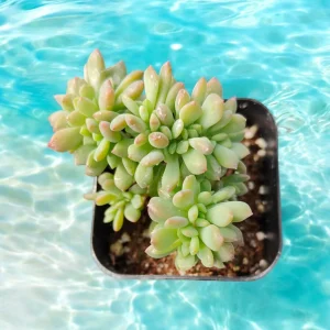 Sedum Pachyphyllum Crest Succulent Live Plant - Drought Tolerant - Image 1