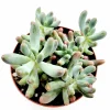 Sedum pachyphyllum 'Jelly Beans' Succulent Plant - Live Indoor/Outdoor - Image 1