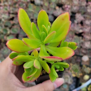 Sedum praealtum Green Apple Snap Succulent Live Plant - Easy Care - Image 1