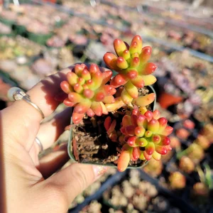Sedum rubrotinctum Jelly Bean Succulent Plant - Live Plant, Easy Care - Image 3