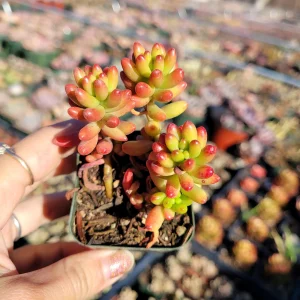 Sedum rubrotinctum Jelly Bean Succulent Plant - Live Plant, Easy Care - Image 4