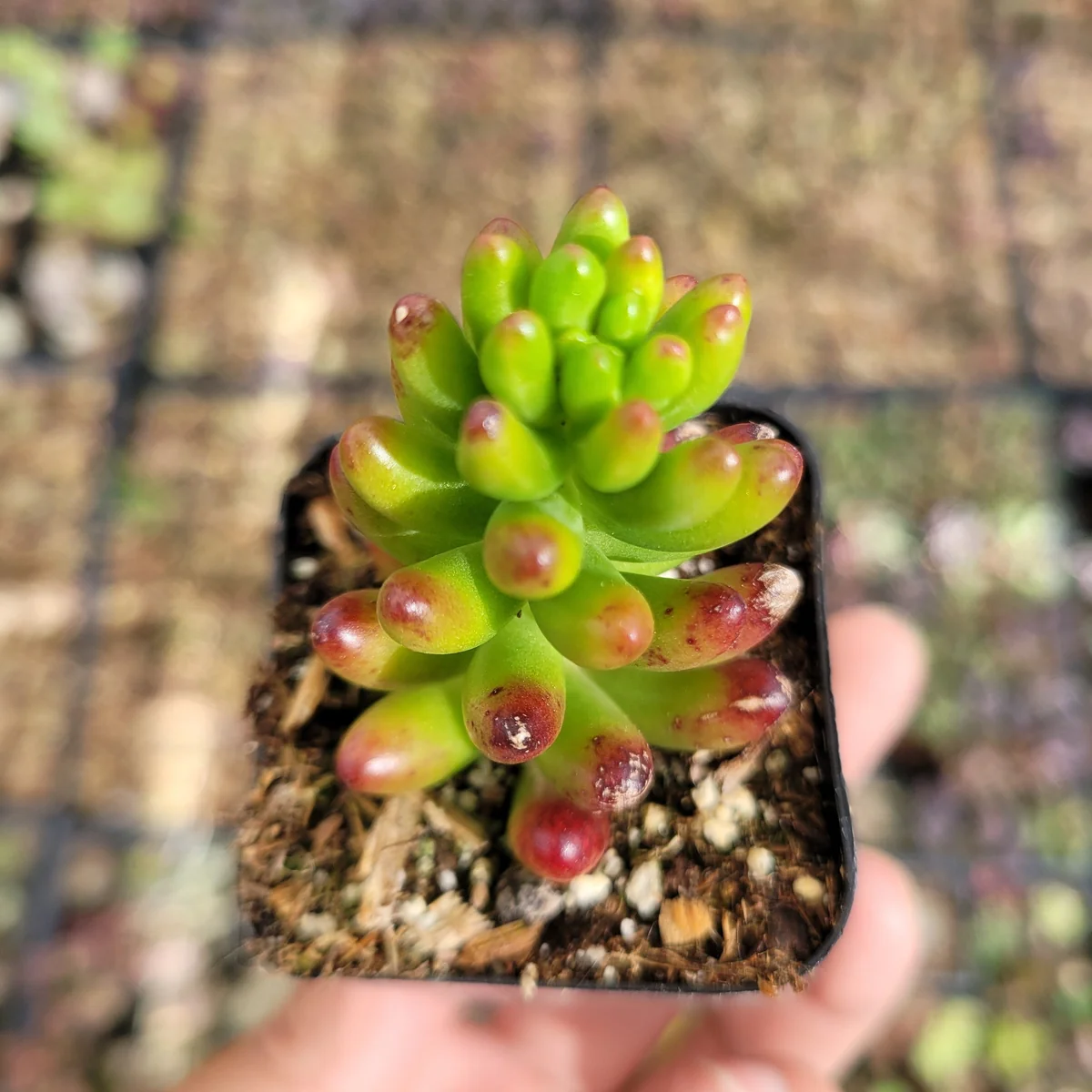 Sedum rubrotinctum Jelly Bean Succulent Plant - Live Plant, Easy Care - Image 5