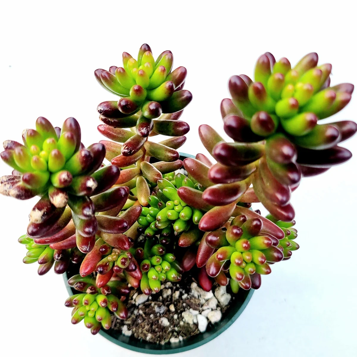 Sedum rubrotinctum Jelly Bean Succulent Plant - Live Plant, Easy Care - Image 1