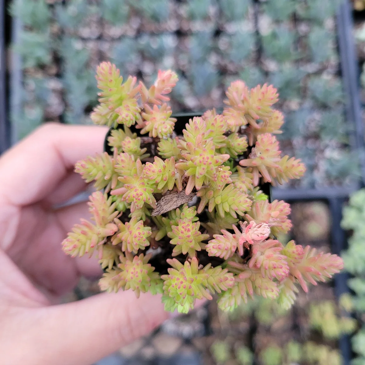 Sedum Sexangulare Tasteless Stonecrop Succulent Plant - Live Perennial - Image 2