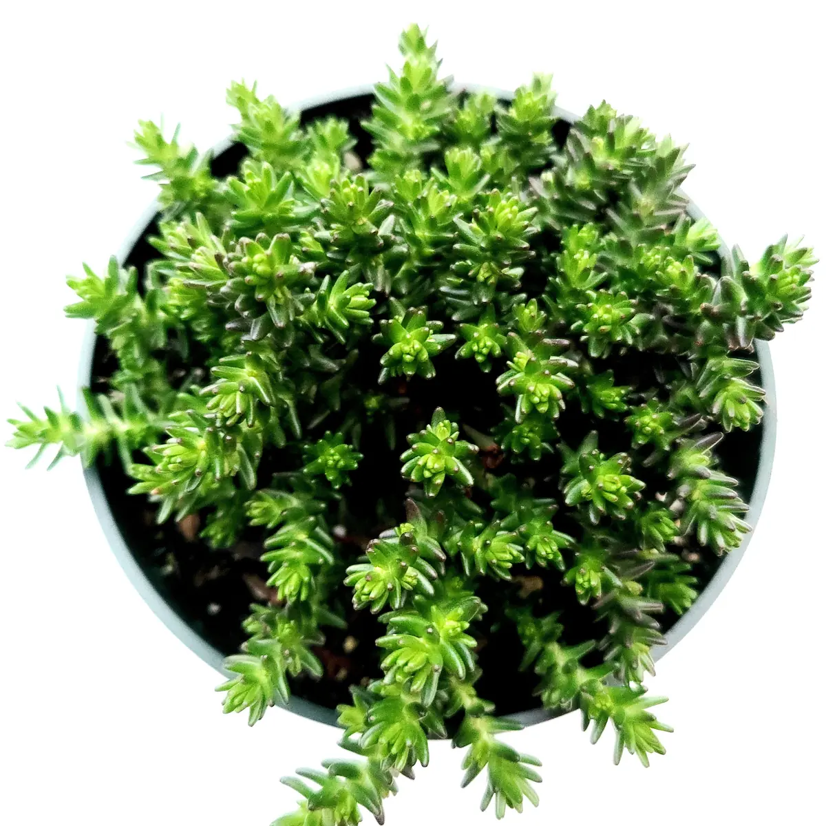 Sedum Sexangulare Tasteless Stonecrop Succulent Plant - Live Perennial - Image 1