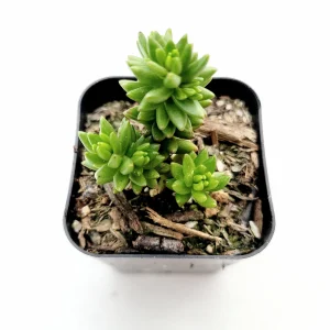 Sedum 'Spiral Staircase' Succulent Live Plant - Drought-Tolerant, Easy Care - Image 1