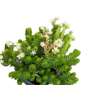 Sedum 'Spiral Staircase' Succulent Live Plant - Drought-Tolerant, Easy Care - Image 6