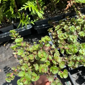 Sedum Spurium 'Fuldaglut' Live Plant - Bronze-Red Stonecrop, Low-Growing Perennial for Outdoor Gardens - Image 2