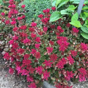 Sedum Spurium 'Fuldaglut' Live Plant - Bronze-Red Stonecrop, Low-Growing Perennial for Outdoor Gardens - Image 1