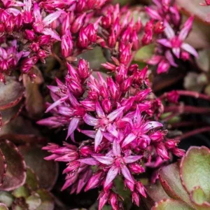 Sedum Spurium 'Fuldaglut' Live Plant - Bronze-Red Stonecrop, Low-Growing Perennial for Outdoor Gardens - Image 4