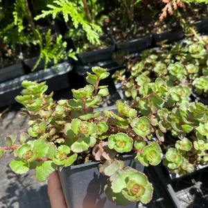 Sedum Spurium 'Fuldaglut' Live Plant - Bronze-Red Stonecrop, Low-Growing Perennial for Outdoor Gardens - Image 5