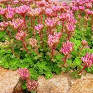 Sedum Spurium 'Fuldaglut' Live Plant - Bronze-Red Stonecrop, Low-Growing Perennial for Outdoor Gardens - Image 6